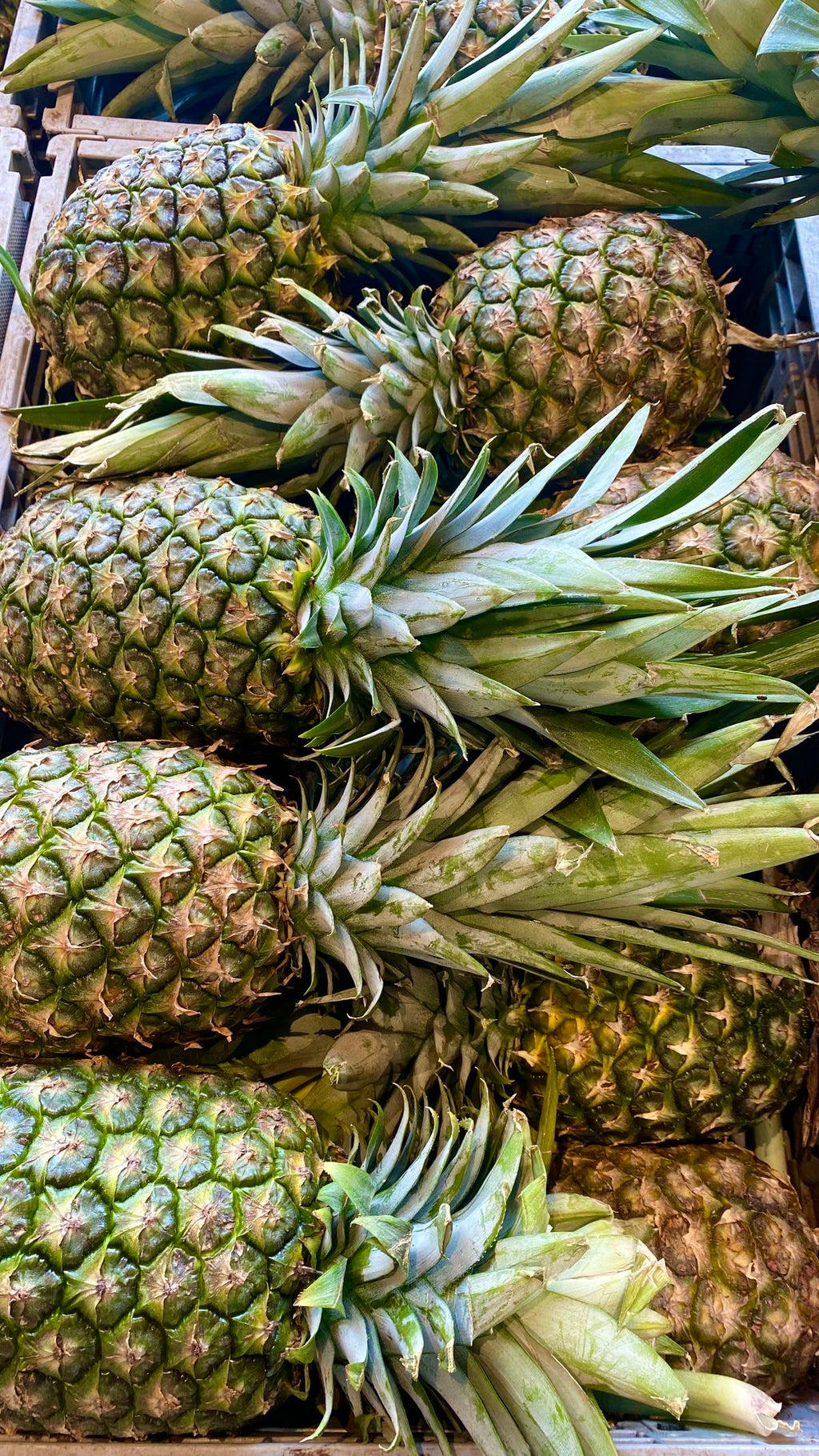 Premium GH Sugarloaf Pineapple – Export Container