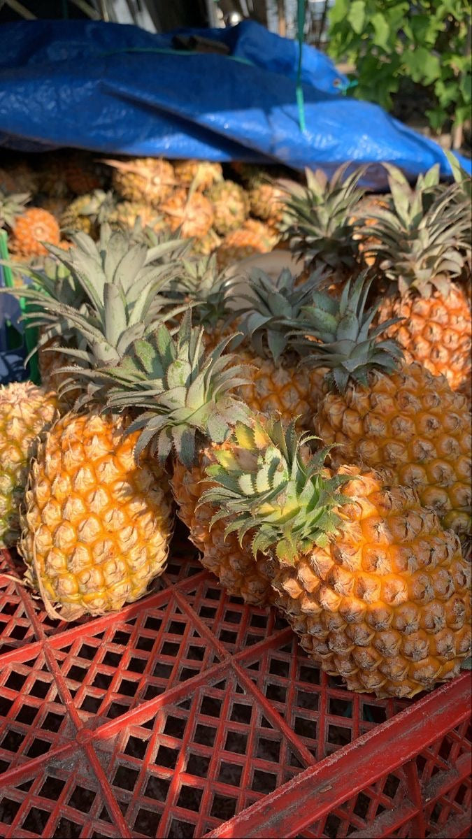 Premium GH Sugarloaf Pineapple – Export Container